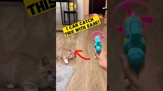 cat cute catches propeller flies funny cat shortsvideo animals [upl. by Lebar]