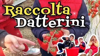 Coltivazione e Raccolta Pomodoro Datterino  Tre Bimbi in Campagna [upl. by Rollo]