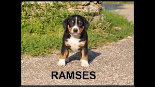 Entlebucher Sennenhund Ramses [upl. by Saihtam]