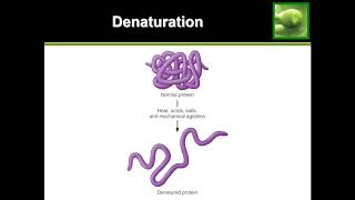 Protein Denaturation  Quick Explanation [upl. by Elvira]