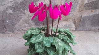 ABC TV  How To Make Cyclamen Plant With Crepe Paper  Craft Tutorial [upl. by Powers44]