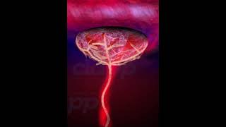 Placenta The organ that protect fetus inside womb  3D Animation [upl. by Eurd]