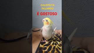 Calopsita falando  É gostoso fy calopsita calopsitas foryou shorts viralvideo pets animais [upl. by Eden]