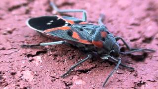 Small Milkweed Bug Lygaeidae Lygaeus kalmii Closeup [upl. by Euqirrne251]