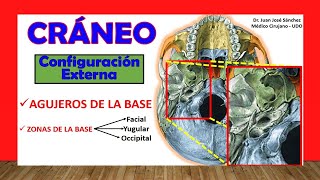 🥇 AGUJEROS DE LA BASE DEL CRÁNEOConfiguración Externa Bóveda Craneal [upl. by Lorne515]