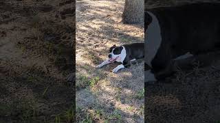 Reminiscing happydog smilingdog icomealongway smile pitbull staffy dog blackdog dogpark [upl. by Meisel]