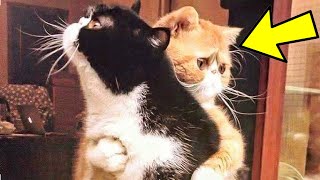 Cat Keeps Hugging Friend Before Being Put To Sleep Vet Turns Pale When Realizing Why [upl. by Iggam]