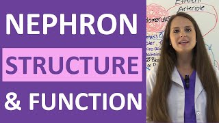 Nephron Structure and Function Physiology  Filtration Reabsorption Secretion NCLEX Review [upl. by Enert]