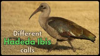 Different HADEDA IBIS calls [upl. by Romola]