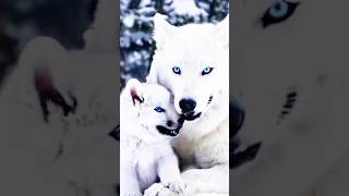 Ils sont juste magnifiques divertissement loup nature [upl. by Noelani]