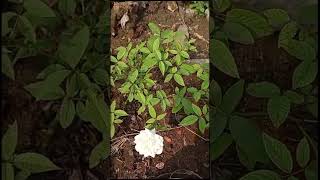 Rare White rose flower plant  It took only a month for this one [upl. by Map826]