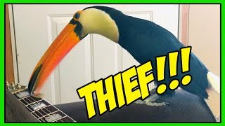 My Toucan is A Guitar Pick THIEF 😡😠 [upl. by Crofoot]