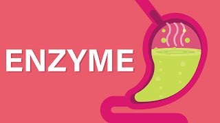 What are Enzymes [upl. by Jaddo]