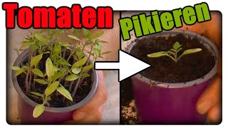 Tomaten Pikieren  Jungpflanzen Pikieren [upl. by Drisko521]