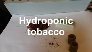 How to grow hydroponic tobacco golden virginia seeds summer season growing Part 1 [upl. by Bradford]