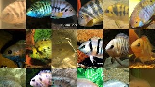 Discussing the reclassification of the quotConvict cichlid complexquot [upl. by Okramed975]