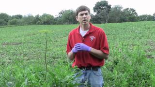 Wild Parsnip identification of the Wisconsin Invasive Species Pastinaca sativa [upl. by Deirdre]