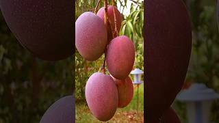 গাছ কিনুন আর ছয় মাসের মধ্যেই গাছ থেকে ফল পান Mango Plants [upl. by Mitinger483]