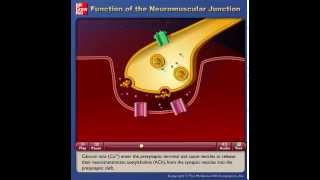 physiology Excitationcontraction coupling [upl. by Elwood]