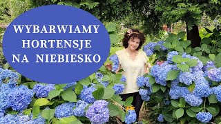 Jak zmienić kolor kwiatów hortensji na niebieski  Co robić żeby hortensje kwitły na niebiesko [upl. by Cynthla877]