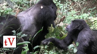 Silverback Mountain Gorilla Mating with Female  Bwindi Impenetrable Forest Uganda Nkuringo [upl. by Hassin]