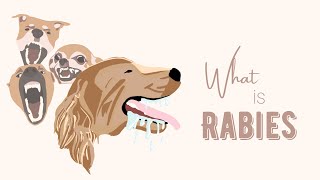 What is Rabies [upl. by Ahtiuqal]