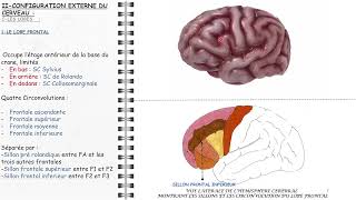 ANATOMIE FMPM CERVEAU [upl. by Henden14]