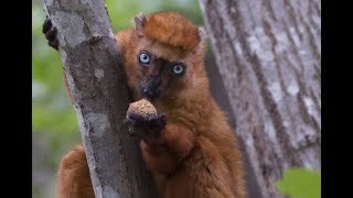 Blueeyed black lemurs Leigh and Murphy freeranging in the forest [upl. by Laud186]