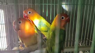 African Lovebirds 2 Pairs [upl. by Zurc]