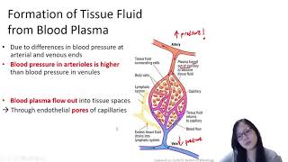 Chapter 81b  Blood Plasma vs Tissue Fluid  Cambridge ALevel 9700 Biology [upl. by Eciral]