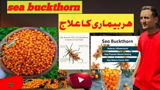 quotSurprising Benefits of Buckthorn From Medicinal Uses to Environmental Impactquot [upl. by Rennold]