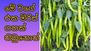 Miris wagwa saralawa  මිරිස් වගාව සරලව  Chilli plant care [upl. by Attenra657]