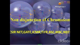 Non disjunction of chromosome meiosis animation [upl. by Laemsi]