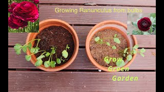 Growing Ranunculus from bulb [upl. by Arit63]