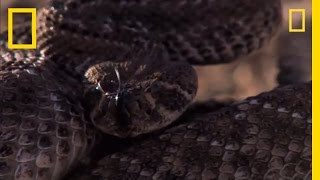 Rattlesnake vs Rat  National Geographic [upl. by Secrest614]