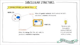 SUBCELLULAR STRUCTURES Edexcel 91 GCSE Biology Topic 1 Key Concepts in Biology [upl. by Lekar450]