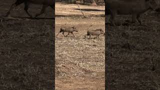 Warthogs 2024 wildlife animals corbett nature jimcorbett deer hunting [upl. by Poppo37]