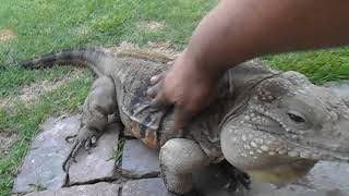 Lizard Greets Man like a Dog [upl. by Ahseen]