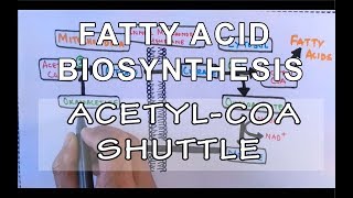 Acetyl COA Shuttle  Fatty Acid Biosynthesis  Part I [upl. by Lancelle]