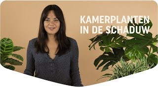 4 kamerplanten voor in het donker [upl. by Lai86]