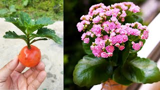 Propagation of Kalanchoe with branch cuttings with tomato  How to grow kalanchoe [upl. by Alrahs885]