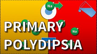 Primary Polydipsia Hyponatraemia [upl. by Oneill]