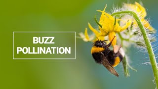 Buzz Pollination [upl. by Htrap]