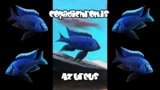 Malawi Cichlids Copadichromis Azureus von Julian [upl. by Norford]