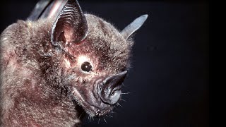 How do Bats Hunt Their Prey Top Bat  BBC Earth [upl. by Fielding]