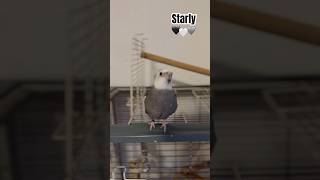 STARLY 🩶🤍 birds ninfa ninfas aves nymph birds calopsita shorts short shortvideo starly [upl. by Ayekal15]