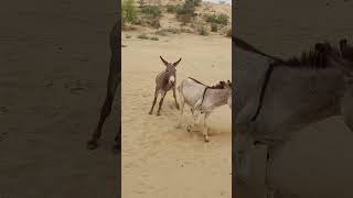 Donkey douchng ytshortsvideo animals donkey funnyanimal funny donkeyfarm [upl. by Kalil109]