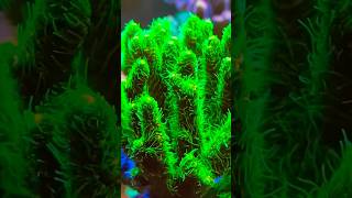 Insane SPS Polyp Extension spscoral coralreef reeftank [upl. by Eirffej]