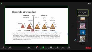 HIPERPLASIA ADRENAL CONGENITA [upl. by Pierette225]