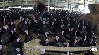 Turkey suffering exposed at free range farm [upl. by Irma]